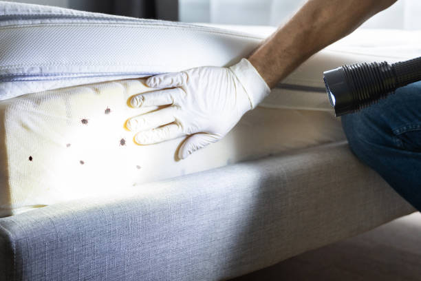 Best Wasp Removal Services  in Plantsville, CT