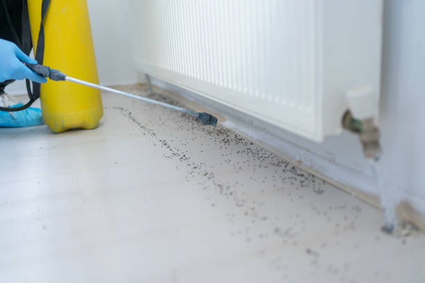 Best Cockroach Control Services  in Plantsville, CT